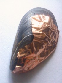 copper foil on mussel shell