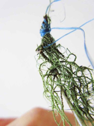 Usnea Lichen and Silver Ring, bound with shipping rope