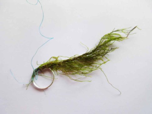 Creeping Feather-Moss and Silver Ring bound with shipping rope